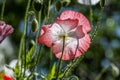 Closeup shot of a pink poppy flower on a blurred background of green leaves Royalty Free Stock Photo