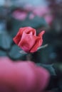 Closeup shot of a pink-reddish rose