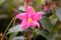 Closeup shot of a pink rocktrumpet flower in a garden