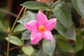Closeup shot of a pink rocktrumpet flower in a garden