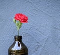 Closeup shot of a pink rose behind a white wall Royalty Free Stock Photo