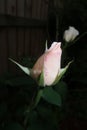 Closeup shot of a pink rose bud on the dark blurry background Royalty Free Stock Photo