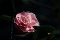 Closeup shot of a pink rose in the dark Royalty Free Stock Photo