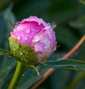 Closeup shot of a pink rose flower with a closed bud covered in water droplets in daylight Royalty Free Stock Photo