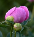 Closeup shot of a pink rose flower with a closed bud covered in water droplets in daylight Royalty Free Stock Photo