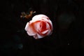 Closeup shot of a pink rose isolated on the background of dark leaves Royalty Free Stock Photo