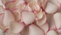 Closeup shot of pink rose petals background, many soap bubbles flying around blowed by the wind.