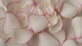 Closeup shot of pink rose petals background, many soap bubbles flying around blowed by the wind. HDR BT2020 HLG Material