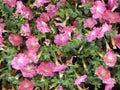 Closeup shot of a pink Rose Verbena flowers