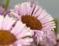 Closeup shot of pink seaside daisy flowers. Royalty Free Stock Photo