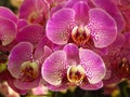 Closeup shot of pink spotted orchids in full bloom