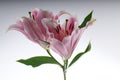 Closeup shot of a pink stargazer lily (Lilium orientalis) on a white background Royalty Free Stock Photo