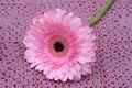 Closeup shot of a Pink Transvaal Daisy flower on a purple crochet tablecloth