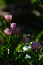 Closeup shot of pink tulip flowers with green leaves growing in a garden in sunlight Royalty Free Stock Photo