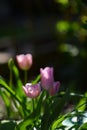 Closeup shot of pink tulip flowers with green leaves growing in a garden in sunlight Royalty Free Stock Photo