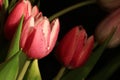Closeup shot of pink tulip flowers with water droplets Royalty Free Stock Photo