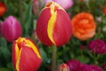 Closeup shot of a pink tulip in a garden Royalty Free Stock Photo