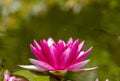 Closeup shot of the pink water lily flower Royalty Free Stock Photo