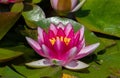 Closeup shot of the pink water lily flower Royalty Free Stock Photo