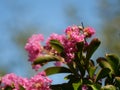 Closeup shot of pink West Indian lilacs