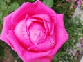 Closeup shot of a pink wet rose in a garden Royalty Free Stock Photo