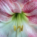 Closeup shot of the pink and white amaryllis with stamen and pistil Royalty Free Stock Photo