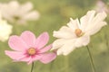 Closeup shot of the pink and white cosmos flowers in the borders of a walled garden at Rousham House