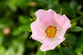 Closeup shot of a pink wild rose flower with green leaves on a blurred background Royalty Free Stock Photo