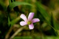 Closeup shot of a pink woodsorrel flower on a blurred background - oxalis corymbosa