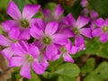 Closeup shot of pink woodsorrel flowers in a garden during the day