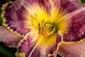 Closeup shot of the pistil of a clubhair mariposa lily flower in a garden Royalty Free Stock Photo