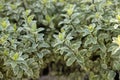 Closeup shot of the pittosporum tenuifolium 'silver queen' leaves