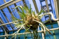 Closeup shot of a plant called two-forked antler fern behind metal pipes