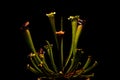 Closeup shot of plant carnivore sarracenia on the black background Royalty Free Stock Photo