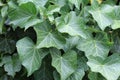 Closeup shot of plant green leaves under the sunlight Royalty Free Stock Photo