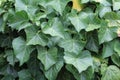 Closeup shot of plant green leaves under the sunlight Royalty Free Stock Photo