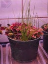 Closeup shot of a plant in a pot under artificial light in a laboratory