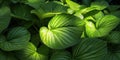 Closeup shot of plants with full, lush green leaves, AI-generated Royalty Free Stock Photo