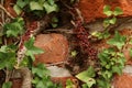 Closeup shot of plants growing on an old stone wall Royalty Free Stock Photo