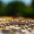 Closeup shot of plants seedlings in the soil in Karabagh Royalty Free Stock Photo