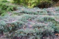 Closeup shot of plants with spider web Royalty Free Stock Photo