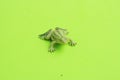 Closeup shot of a plastic frog toy miniature on a green surface Royalty Free Stock Photo