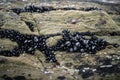 Closeup shot of platns on a mossy surface