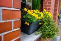Closeup shot of a plot with yellow flowers in front of a window of a brick wall Royalty Free Stock Photo