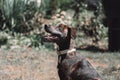 Closeup shot of a Plott Hound dog in sunlight in a park