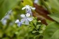 Closeup shot of Plumbago Auriculata flowers blooming in the garden against a green background Royalty Free Stock Photo