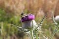 Closeup shot of Plumeless thistles plant with bees and bumblebees collecting nectar from it