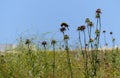 Closeup shot of Plumeless thistles (Carduus) in the field