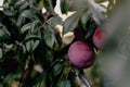 Closeup shot of plums on a foliage branch