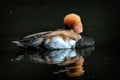 Closeup shot of a Pochards swimming in the water Royalty Free Stock Photo